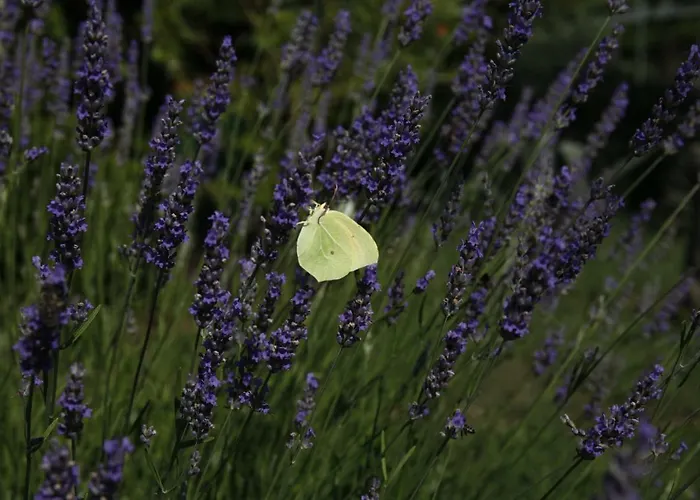 516 Διαμέρισμα Lopar